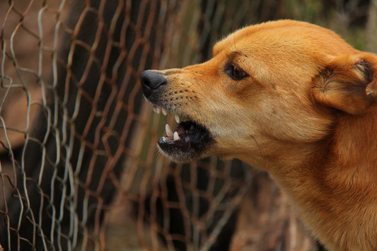 India's growing canine conundrum